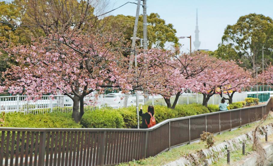 大横橋から豊木橋間にかけて整備された遊歩道には河津桜が数本植えられており、バックにはスカイツリーが見える。桜の下には後姿の女性が