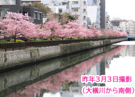 昨年の3月3日に大横橋から撮影した写真。護岸にそって植えられた河津桜は満開で、川に桜のピンクが反射している。