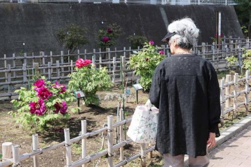 古石場川親水公園のボタンが咲き始めています-1