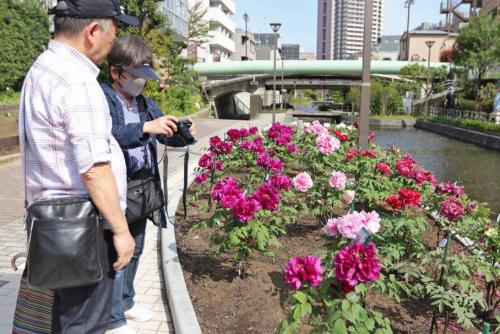 古石場川親水公園のボタンが咲き始めています-3