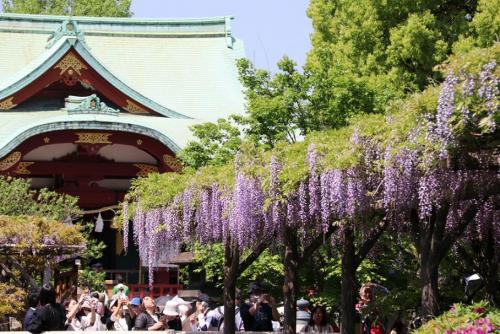 藤が咲き誇る亀戸天神社に多くの人が訪れています-1