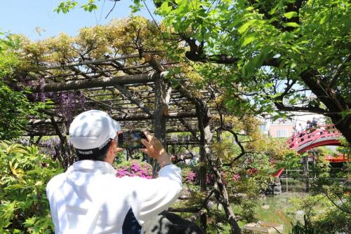 藤が咲き誇る亀戸天神社に多くの人が訪れています-2