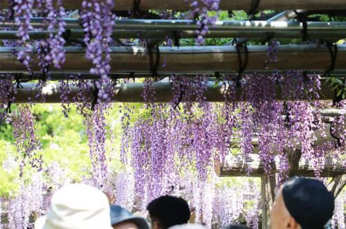 藤が咲き誇る亀戸天神社に多くの人が訪れています-3