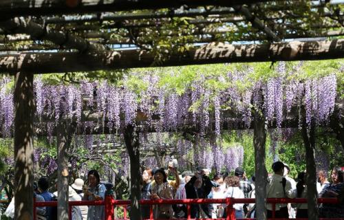 藤が咲き誇る亀戸天神社に多くの人が訪れています-4