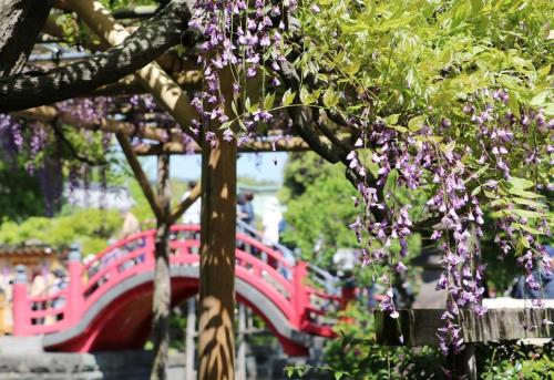 藤が咲き誇る亀戸天神社に多くの人が訪れています-5