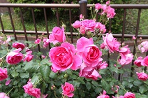 豊住公園でバラがきれいに咲いています