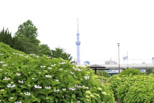 スカイツリーを背景に咲いている紫陽花