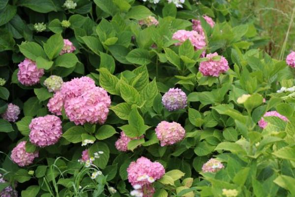 ピンクの花を咲かせた紫陽花