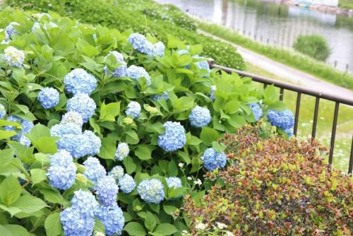 青色の花を咲かせた紫陽花