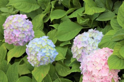 淡い色の花を咲かせた紫陽花