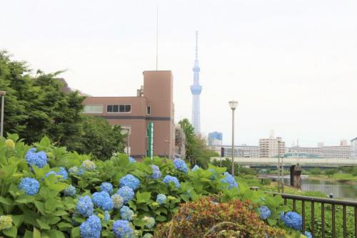 スカイツリーを背景に咲いているアジサイ