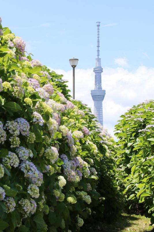 令和6年度に咲いた紫陽花の様子
