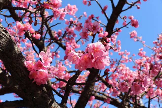桜が咲いている様子