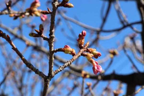 咲き始めている蕾