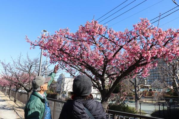 桜を見ている人の様子