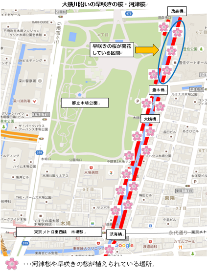 早咲き桜の開花マップ