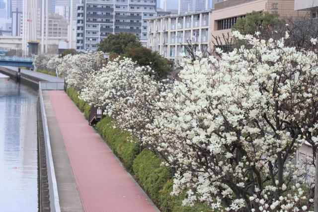 ハクモクレン全体