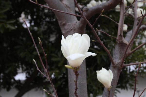 ハクモクレンが咲いている様子