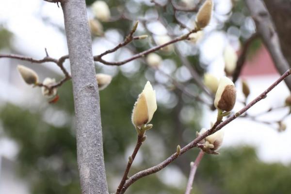 ハクモクレンの蕾