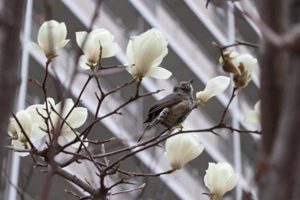ハクモクレンと鳥