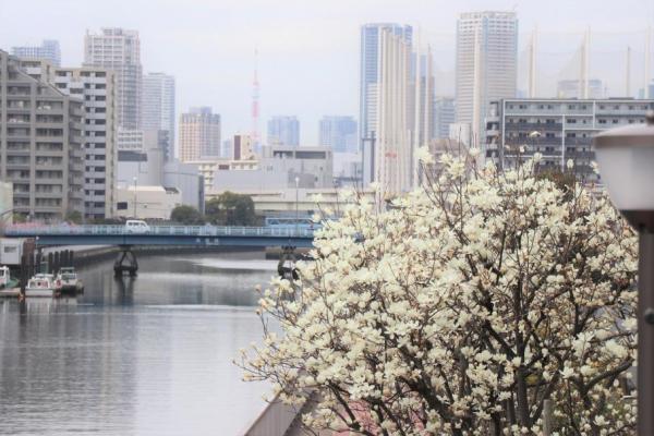 ハクモクレンと東京タワー