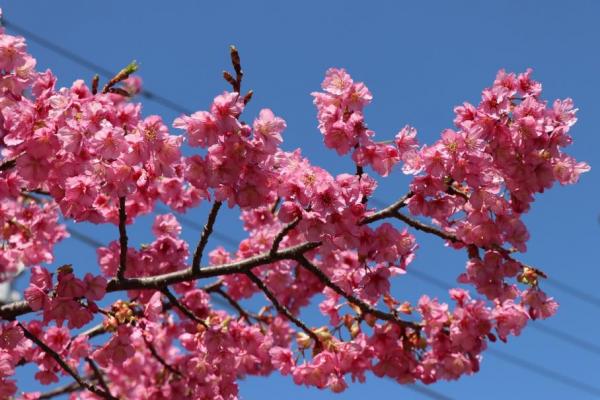 河津桜が咲いている様子