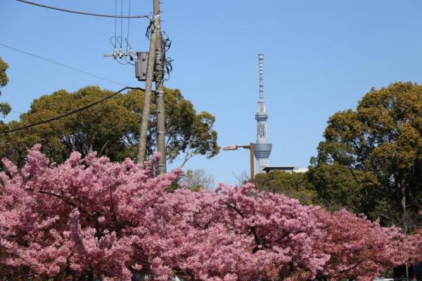 河津桜とスカイツリー