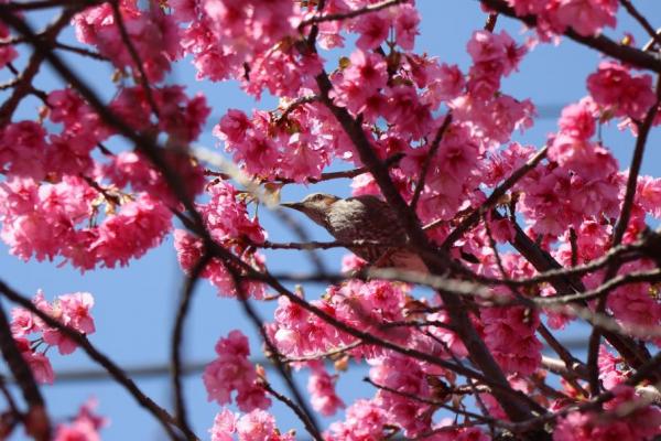 河津桜と鳥