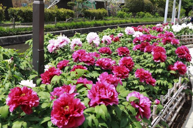 ボタンが多く咲いている様子