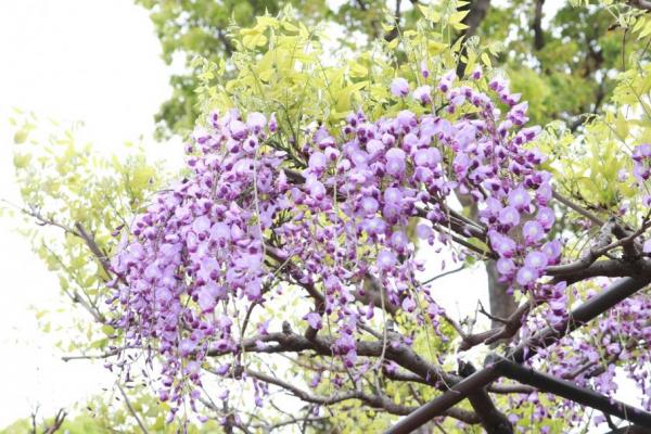 きれいに咲いている藤の花