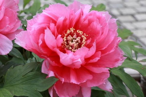 大きなボタンが咲いている様子