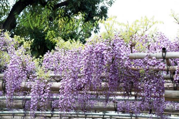 見ごたえのある藤棚