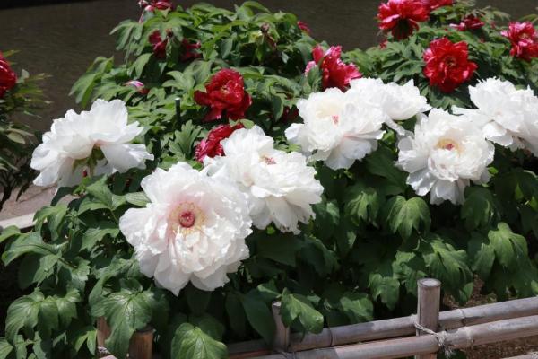 白いボタンが咲いている様子