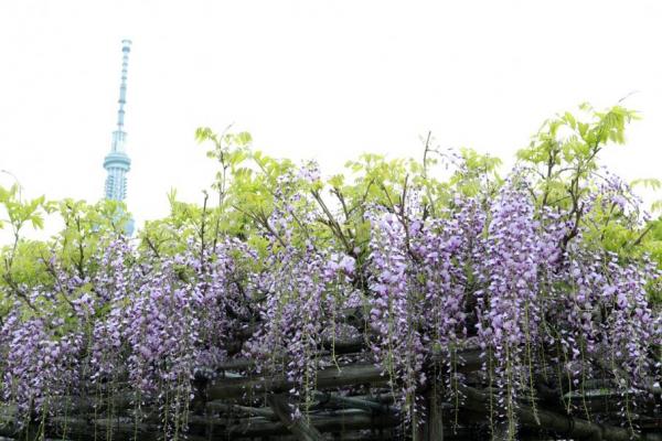 スカイツリーと藤
