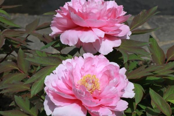 ピンクのボタンが咲いている様子