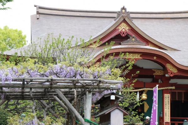 亀戸天神社の本殿と藤