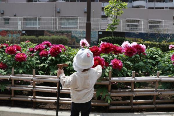 ボタンを見ているこども