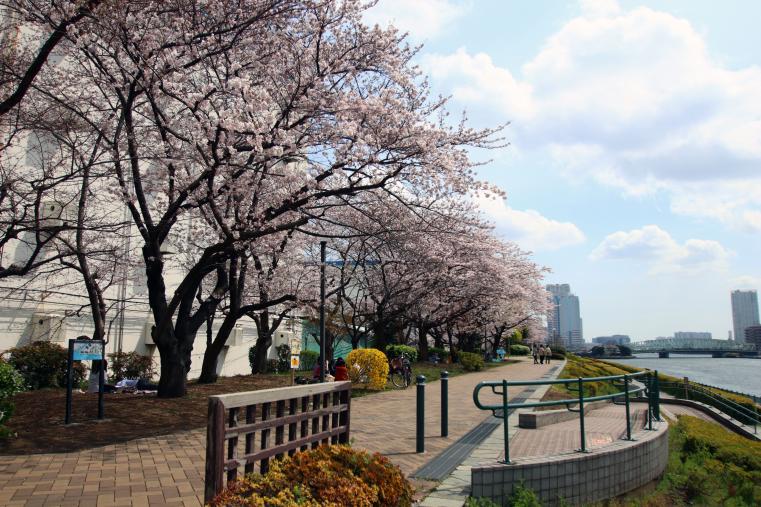 越中島公園の桜