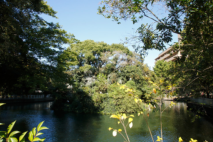 仙台堀川公園野鳥の島