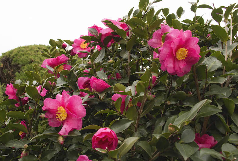 江東区の花に制定されているサザンカ