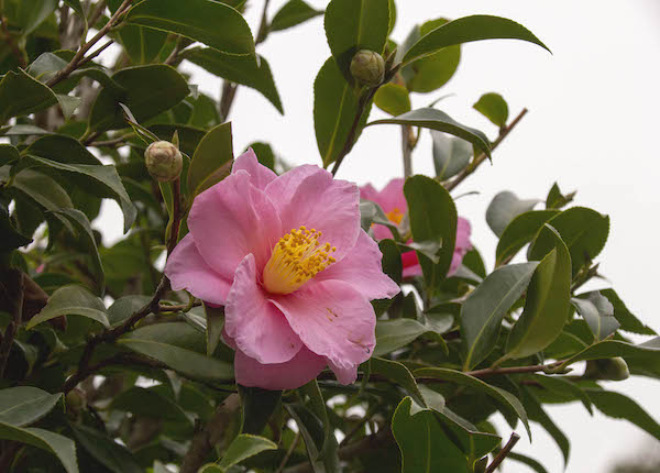 さまざまな品種の山茶花